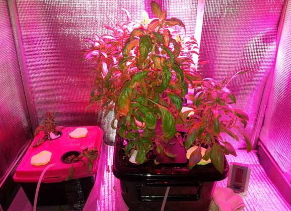 LED Grow light experiment